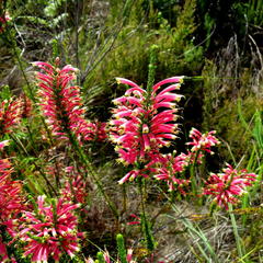 Erica densifolia