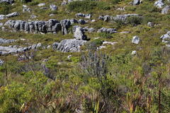 Amphithalea imbricata