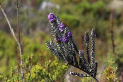 Amphithalea imbricata