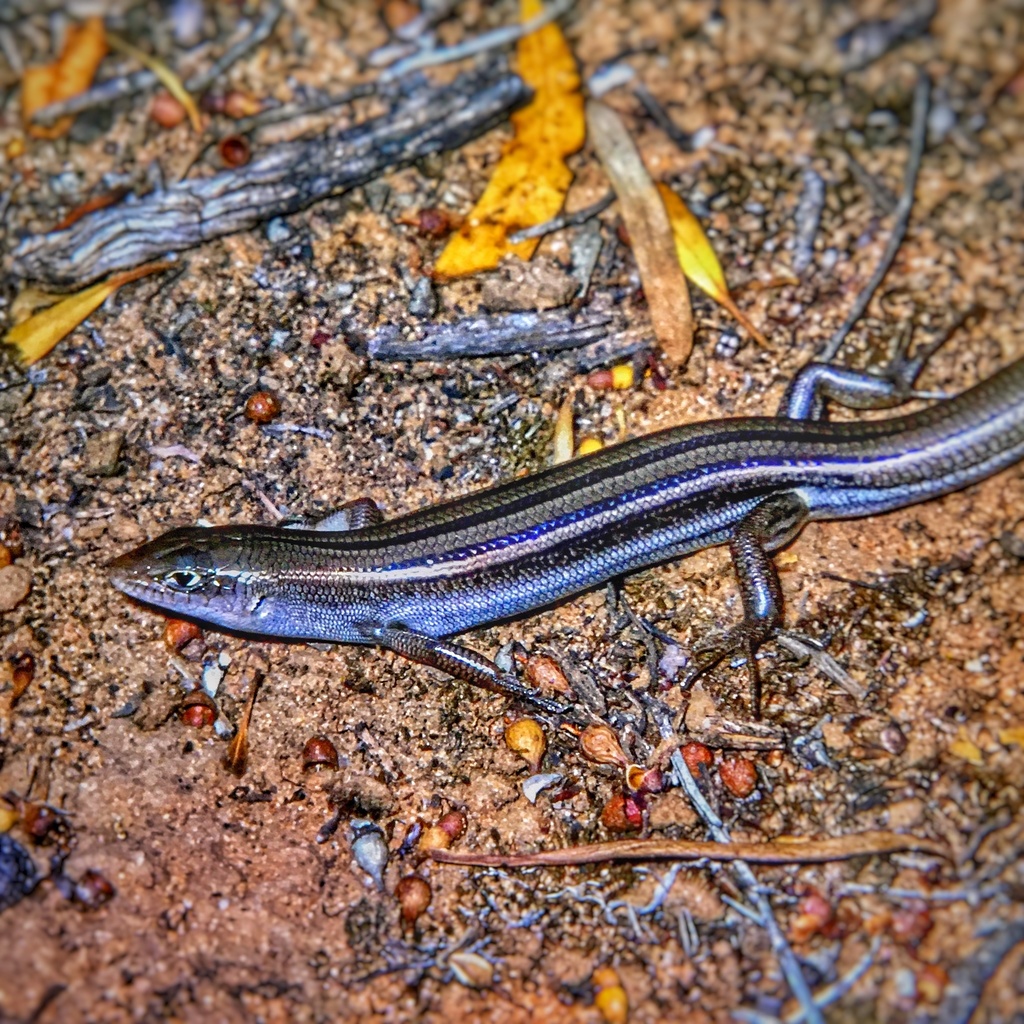Short-Clawed Ctenotus