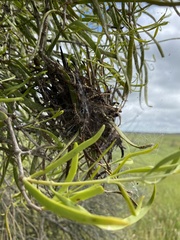 Phryganoporus candidus