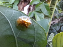 Aspidimorpha sanctaecrucis