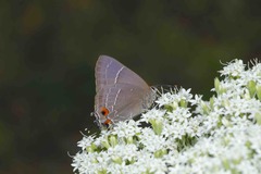 Parrhasius moctezuma