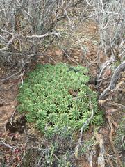 Euphorbia susannae