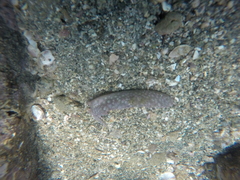 Macrocypraea cervinetta