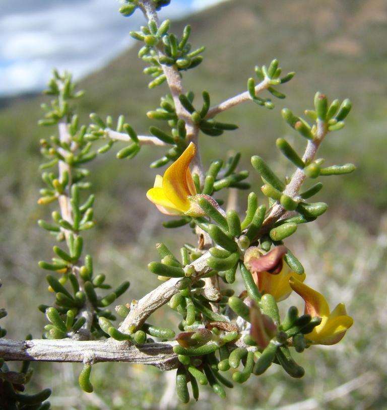 Milk Capegorse
