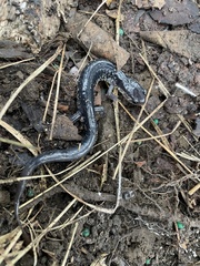 Plethodon chattahoochee