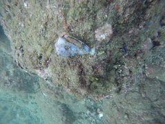 Conus purpurascens