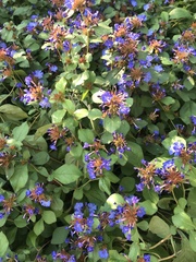 Ceratostigma plumbaginoides