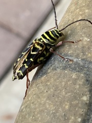 Placosternus difficilis