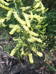 Acacia verticillata verticillata