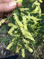 Acacia verticillata verticillata