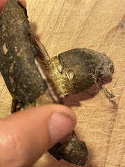 Lactarius atroviridis