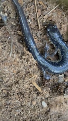 Plethodon chattahoochee