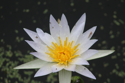 Image of Nymphaea elegans by (c) Hunter Hammil, some rights reserved (CC BY)