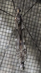 Tipula abdominalis