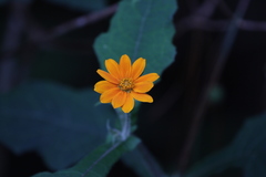 Smallanthus oaxacanus