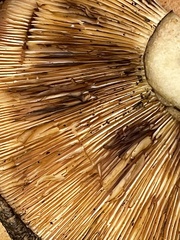 Lactarius atroviridis