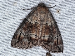 Dysbatus stenodesma