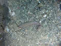 Macrocypraea cervinetta