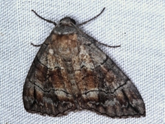 Dysbatus stenodesma