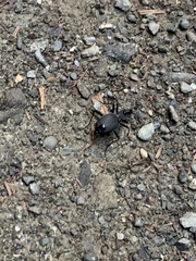 Scaphinotus angusticollis