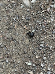 Scaphinotus angusticollis