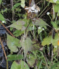 Eurybia chlorolepis