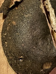 Lactarius atroviridis