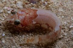 Apletodon pellegrini