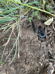 Plethodon chattahoochee