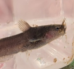Noturus phaeus