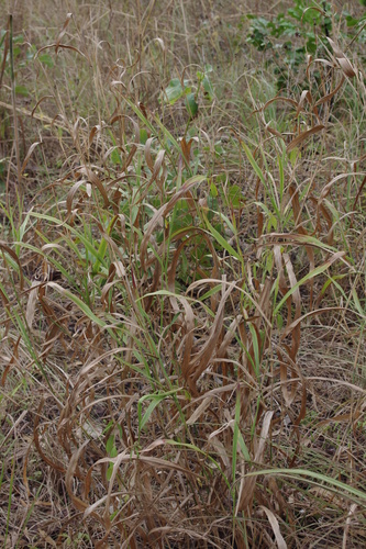 River Grass (Polytoca cyathopoda)