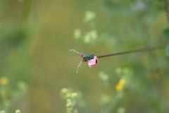 Chrysis conica