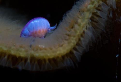 Ochlesidae