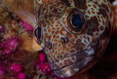 Acanthistius sebastoides