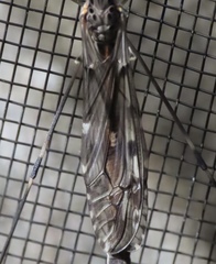 Tipula abdominalis