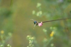 Chrysis conica