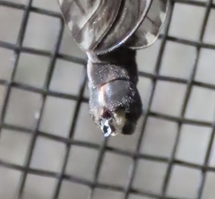 Tipula abdominalis