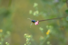 Chrysis conica