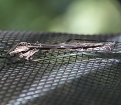 Tipula abdominalis