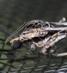 Tipula abdominalis
