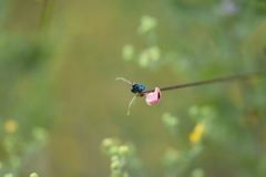 Chrysis conica