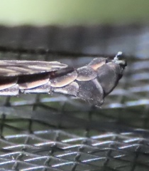 Tipula abdominalis