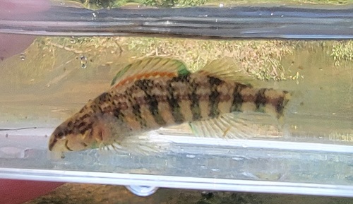 Brighteye Darter