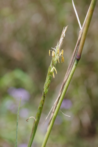 Image of Polytoca cyathopoda by (c) coenobita, some rights reserved (CC BY)