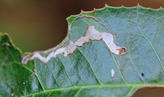 Stigmella heteromelis