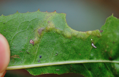 Stigmella heteromelis