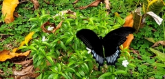 Papilio ascalaphus ascalaphus