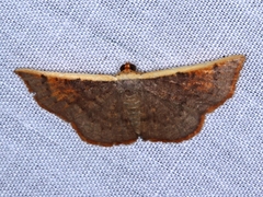 Picromorpha pyrrhopa